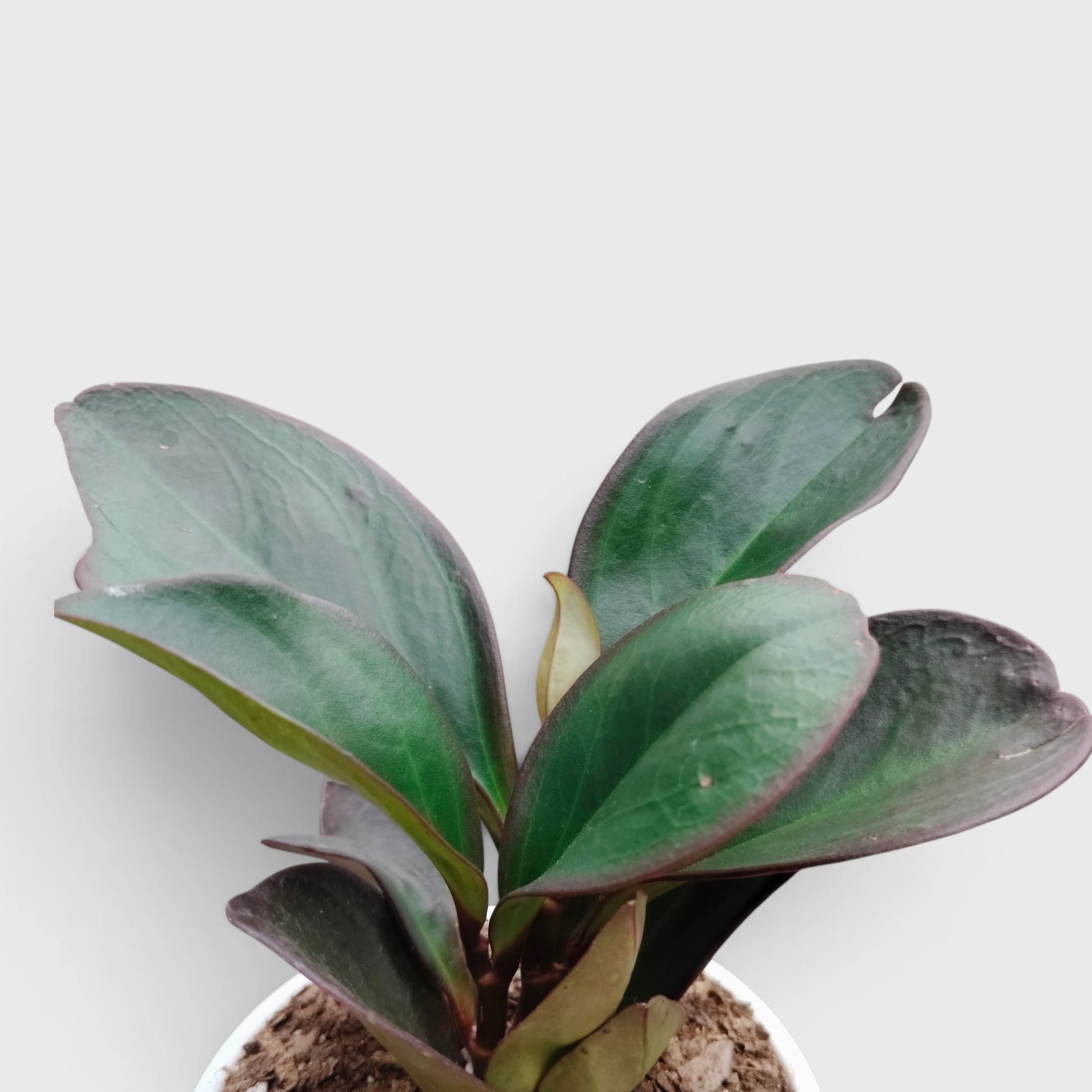 Peperomia Black Knight – Dark Green Baby Rubber Plant