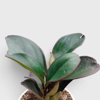 Peperomia Black Knight – Dark Green Baby Rubber Plant