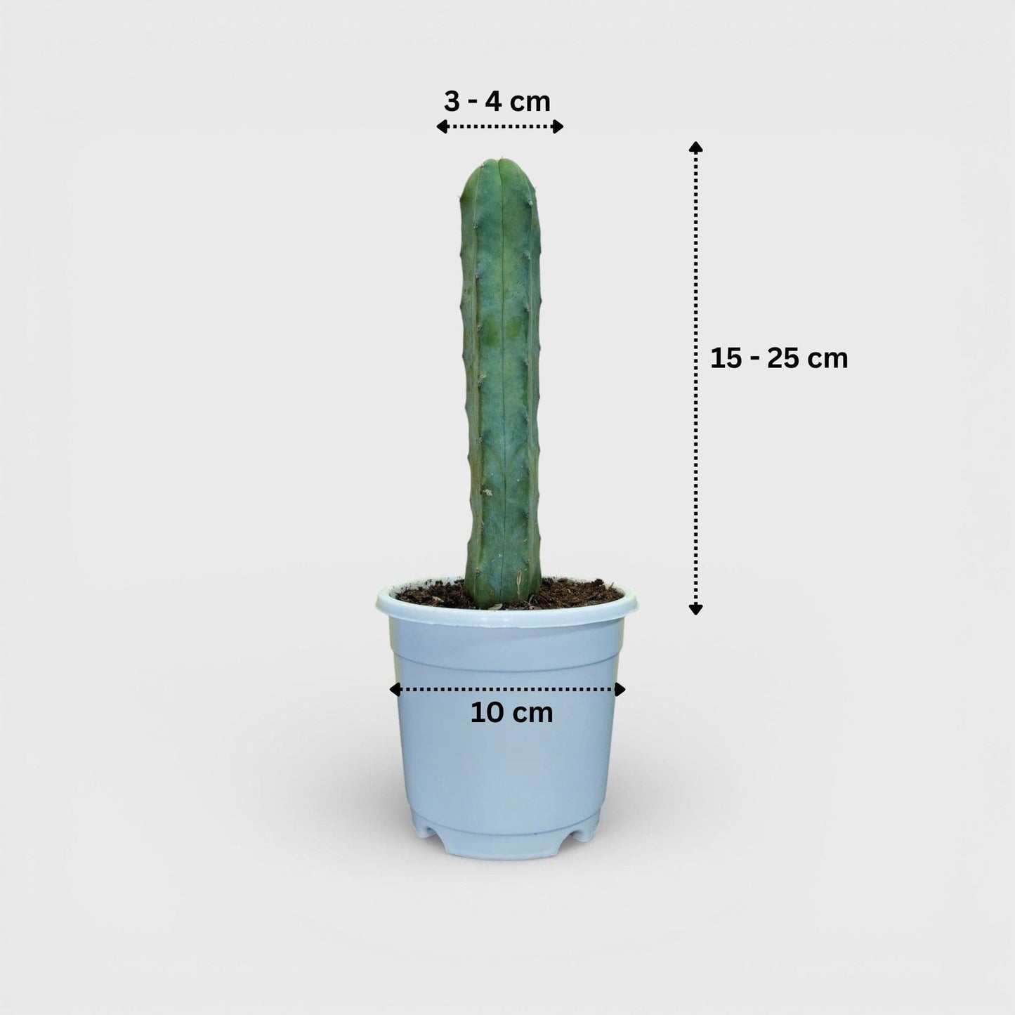 Blue Candle Cactus (Myrtillocactus Geometrizans) Mature Live Plant