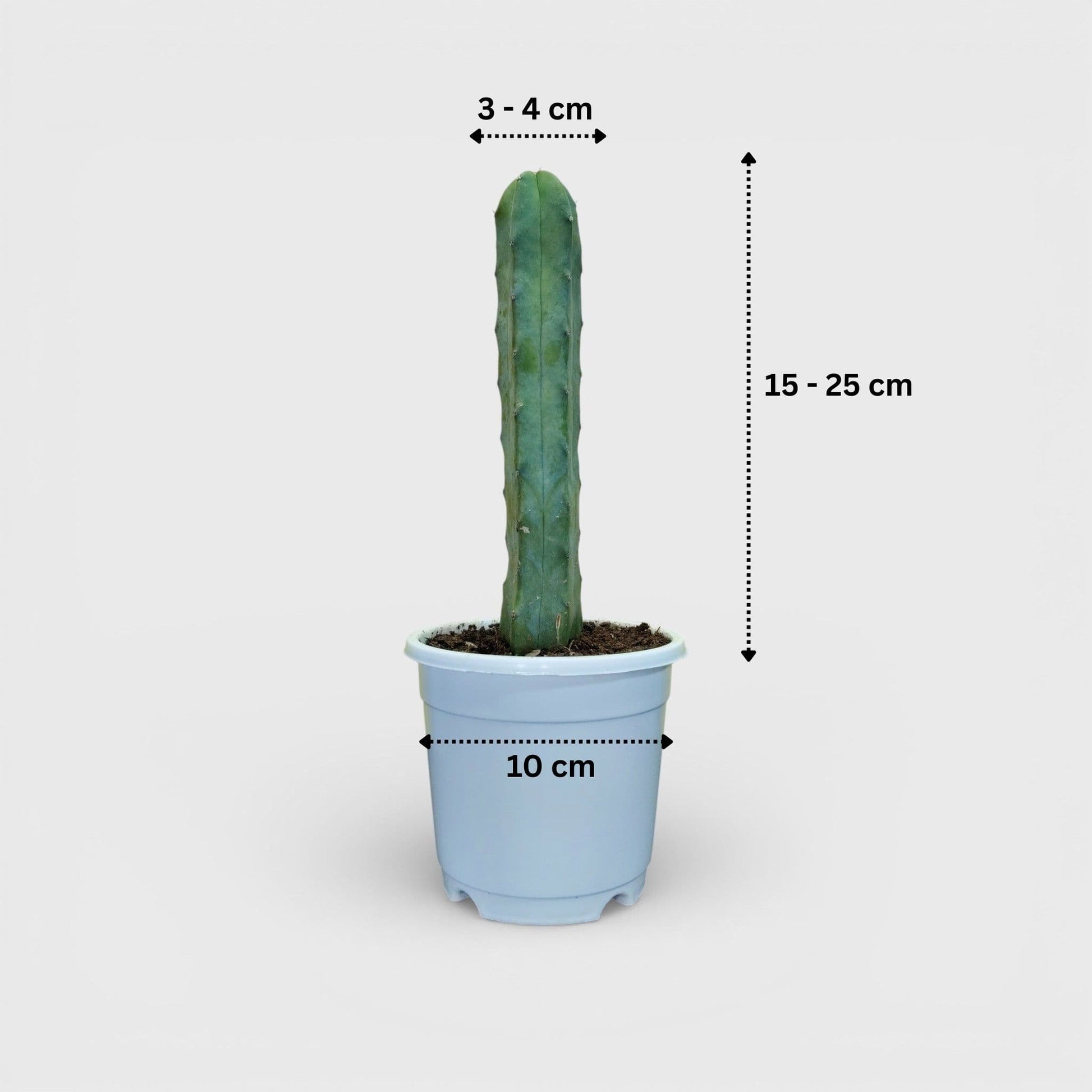 Blue Candle Cactus (Myrtillocactus Geometrizans) Mature Live Plant