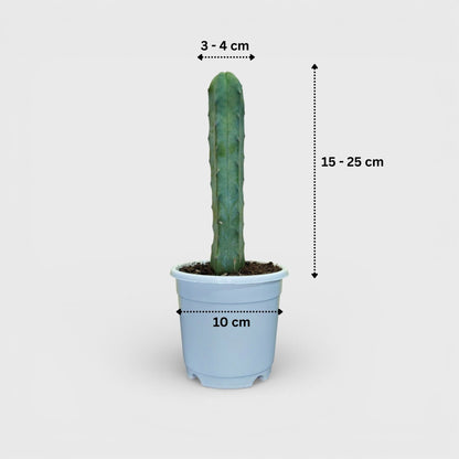 Blue Candle Cactus (Myrtillocactus Geometrizans) Mature Live Plant
