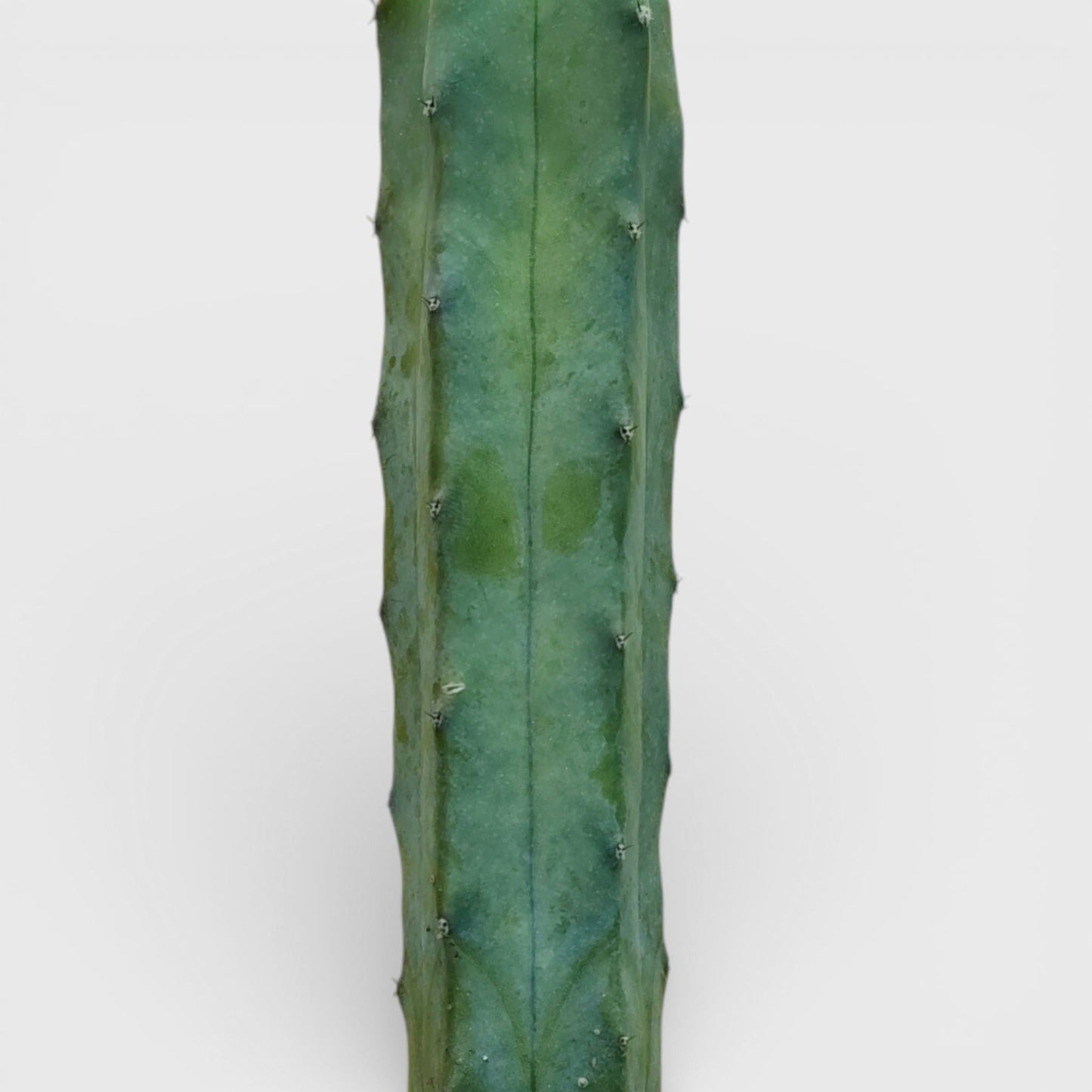 Blue Candle Cactus Live Plant