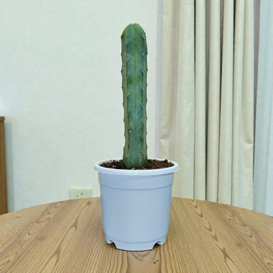 Blue Candle Cactus (Myrtillocactus Geometrizans) – Big Size Live Cactus