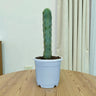 Blue Candle Cactus (Myrtillocactus Geometrizans) – Big Size Live Cactus