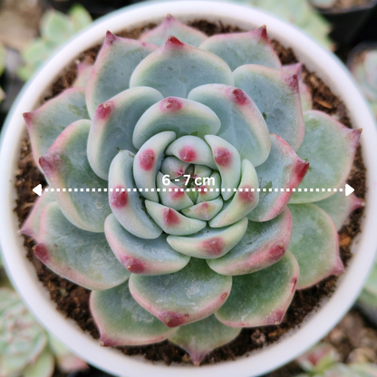 Echeveria Chihuahuaensis (Blue Bird)  Succulent - Bare Rooted