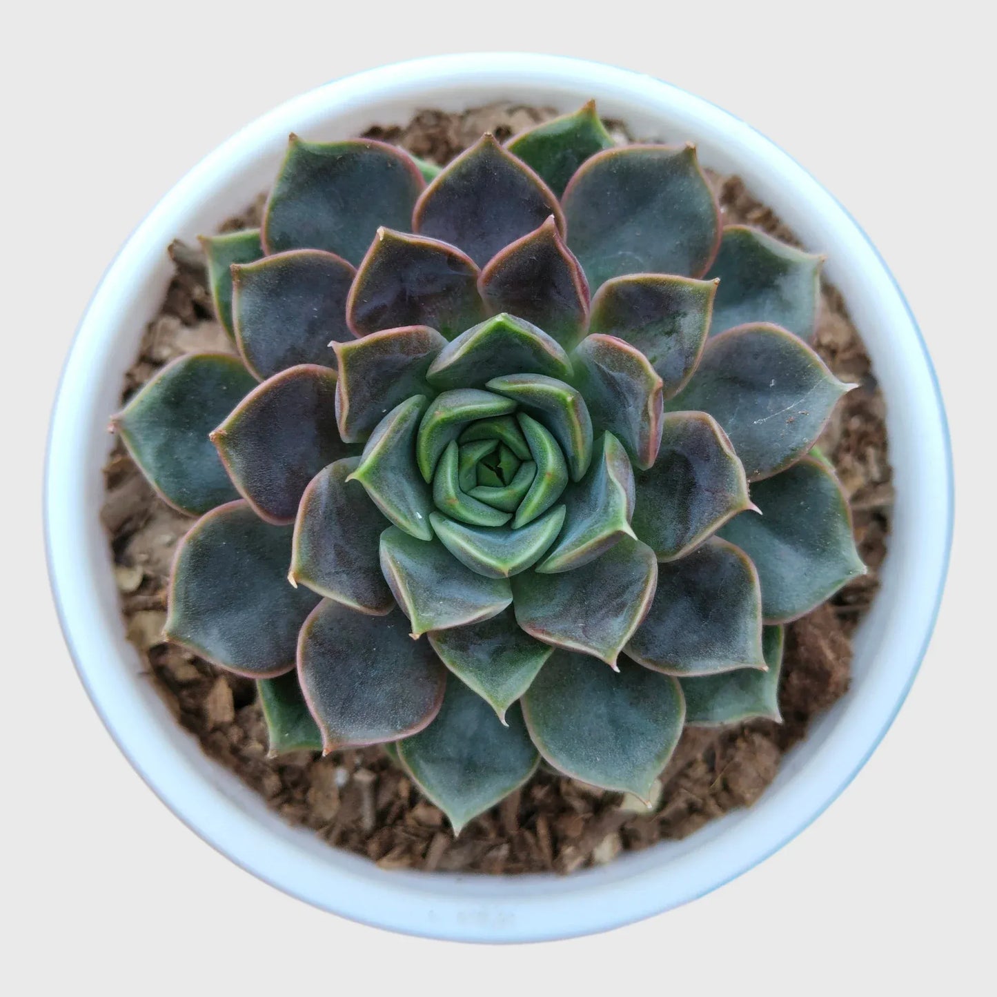 Echeveria Combo Pack of 4 | Colourful Rosette Succulent Collection | Free Shipping