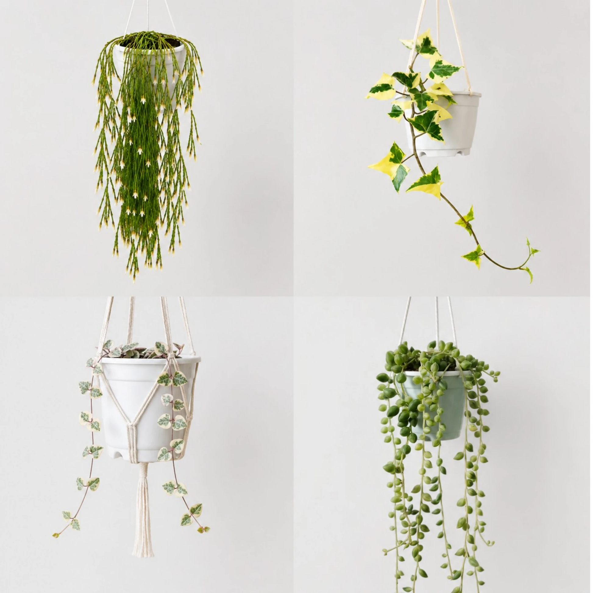 Decorative Hanging Plant Collection | 4 Well Rooted Mature Plants