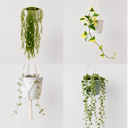Decorative Hanging Plant Collection | 4 Well Rooted Mature Plants