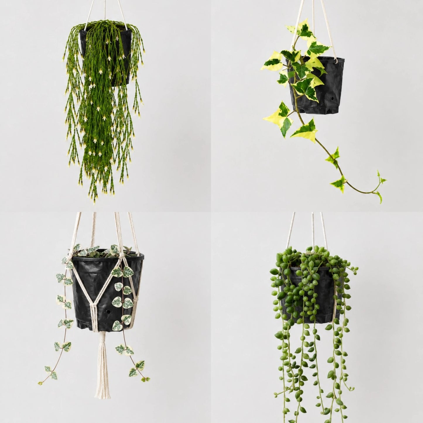 Decorative Hanging Plant Collection | 4 Well Rooted Mature Plants