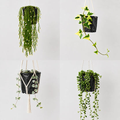 Decorative Hanging Plant Collection | 4 Well Rooted Mature Plants