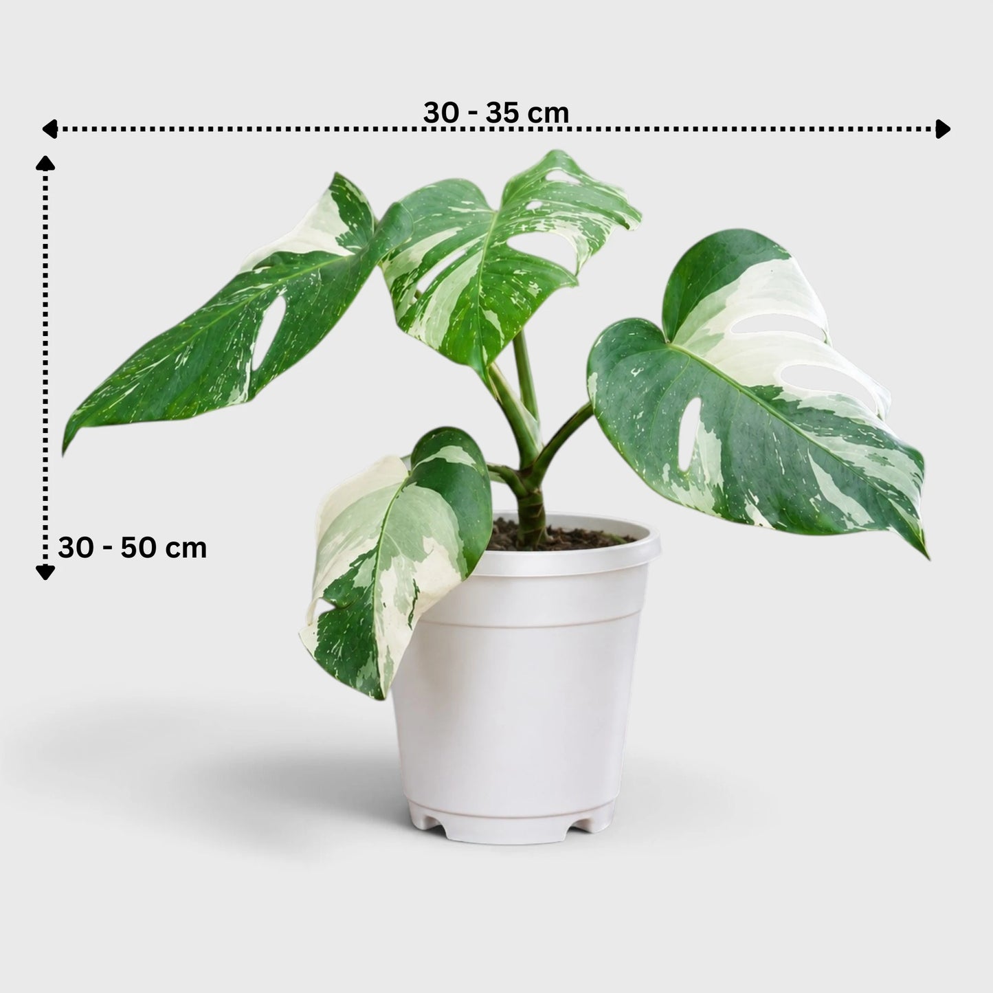 Monstera Albo Variegated | Rare Variegated Monstera Mature Live Plant