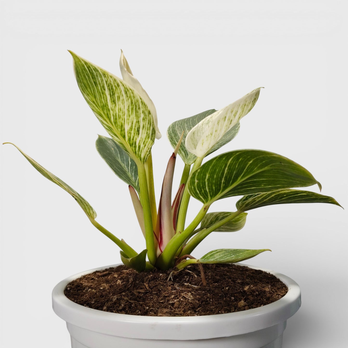 Buy Philodendron Birkin Online India – Frek