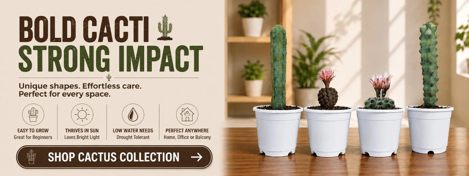 By rare cactus online in India at Frek.in