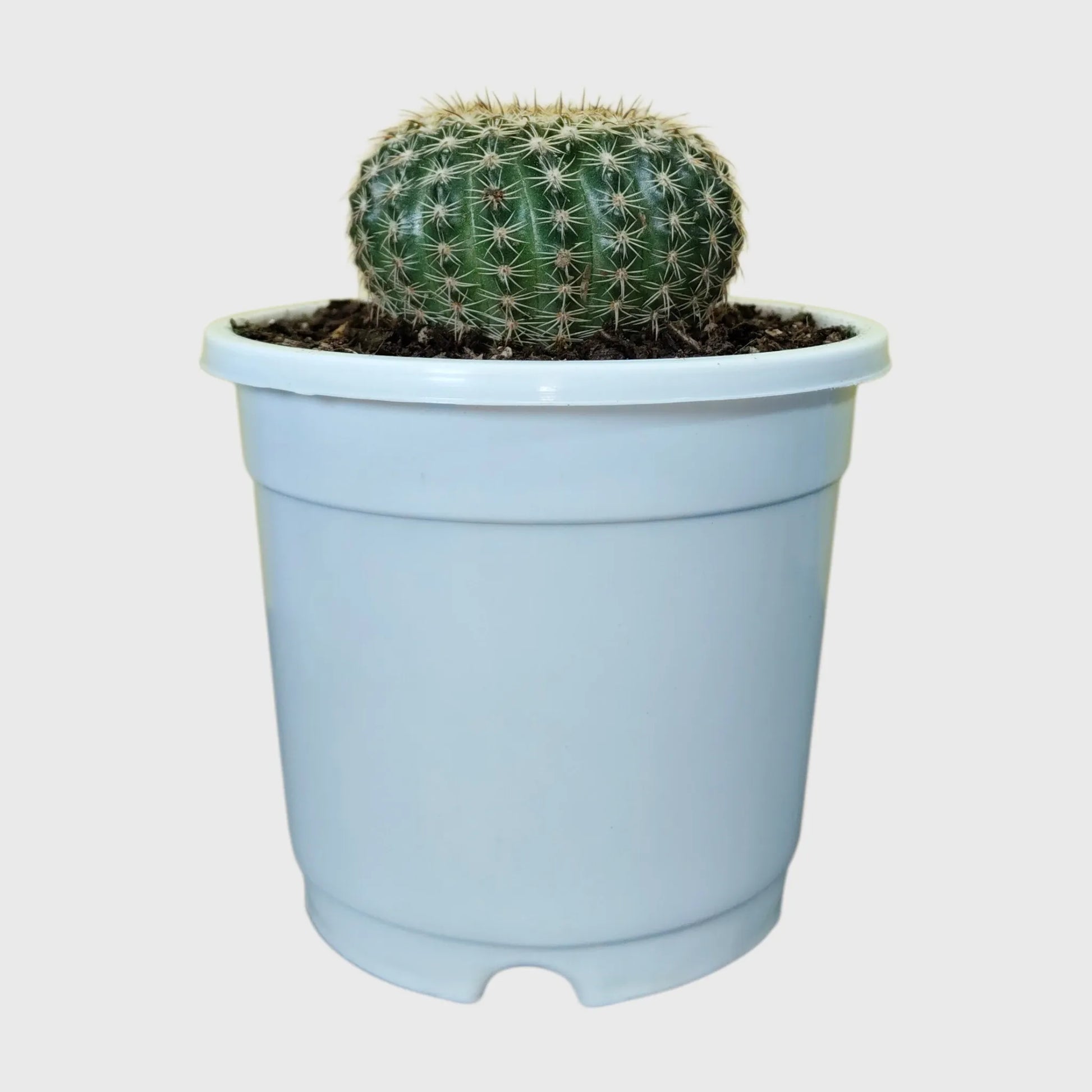Colorful Unique Cactus Combo Set of 5 with Free Shipping | Bare Rooted Collector Cactus Pack