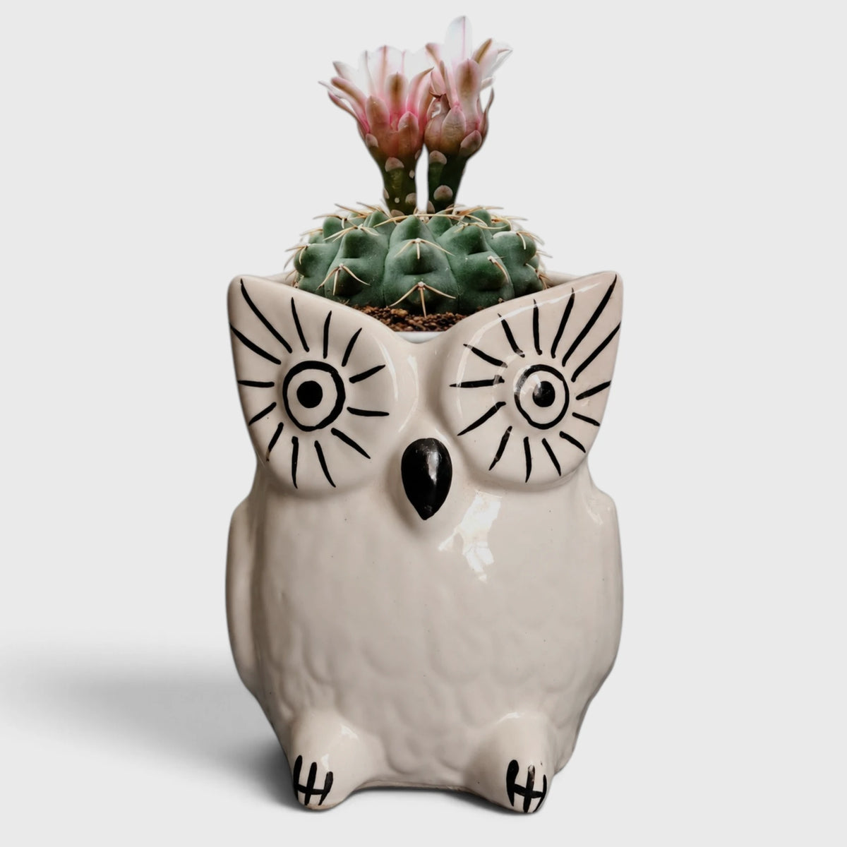 White Ceramic Owl Planter – For Balcony, Home & Office Decor