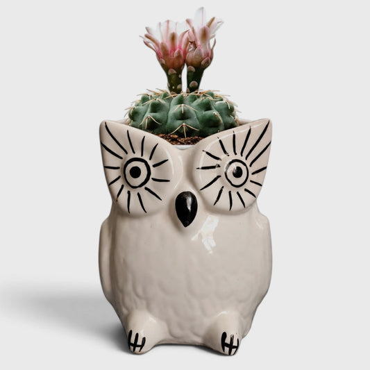 White Ceramic Owl Planter – For Balcony, Home & Office Decor