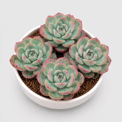 Echeveria Icy Green Hybrid Combo Set of 4 Mature Well-Rooted Bare Rooted Live Plants