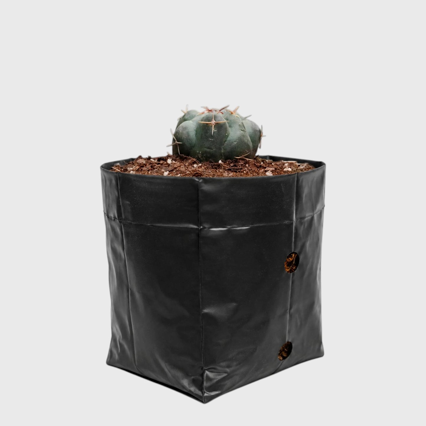 Thelocactus 2+ Year Old Mature Cactus – Medium Size | Premium Collector Plant
