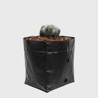 Thelocactus 2+ Year Old Mature Cactus – Medium Size | Premium Collector Plant