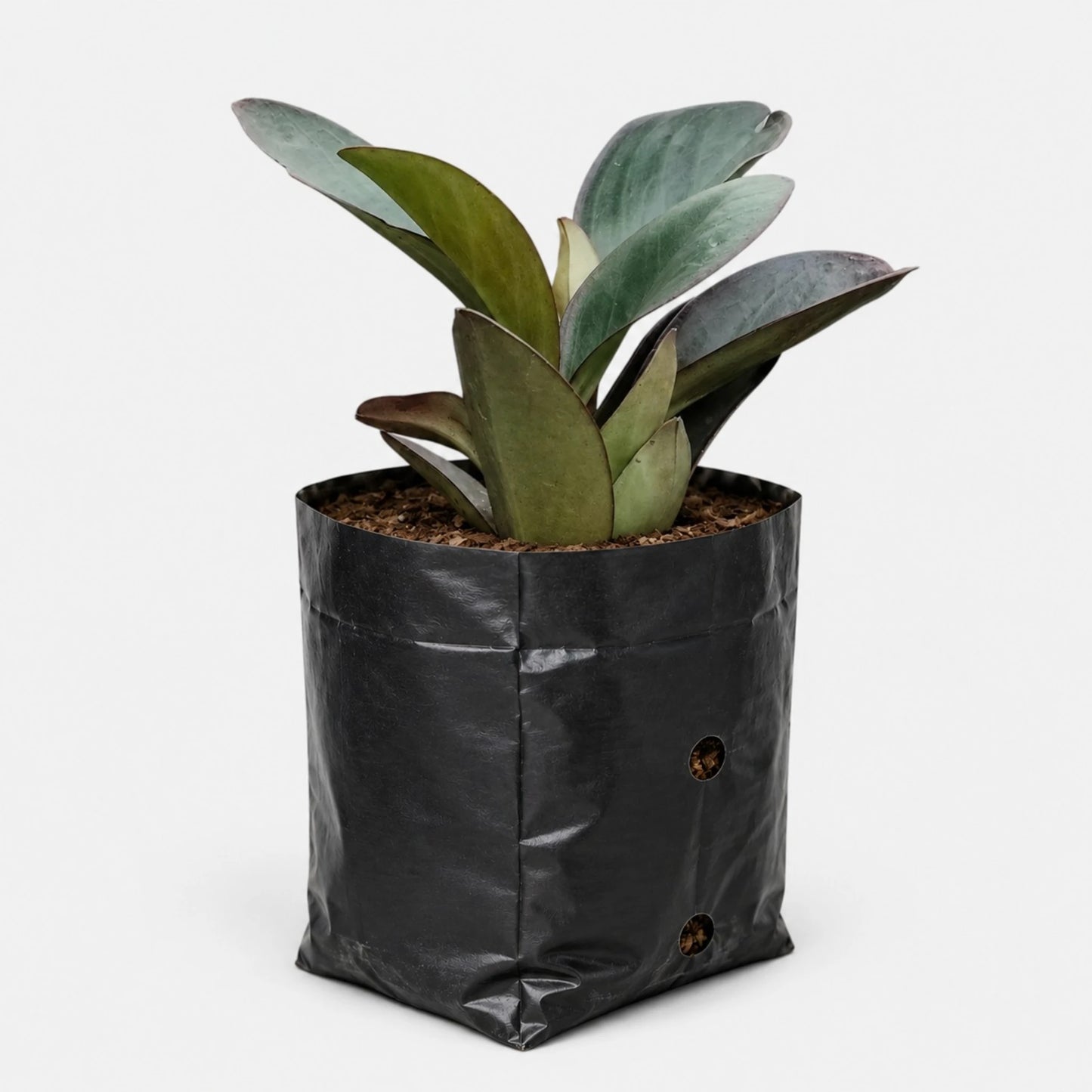 Peperomia Black Knight – Dark Green Baby Rubber Plant