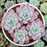 Graptoveria Opalina Hybrid Combo Set of 4 Mature Well-Rooted Bare Rooted Plants | Rare Succulent