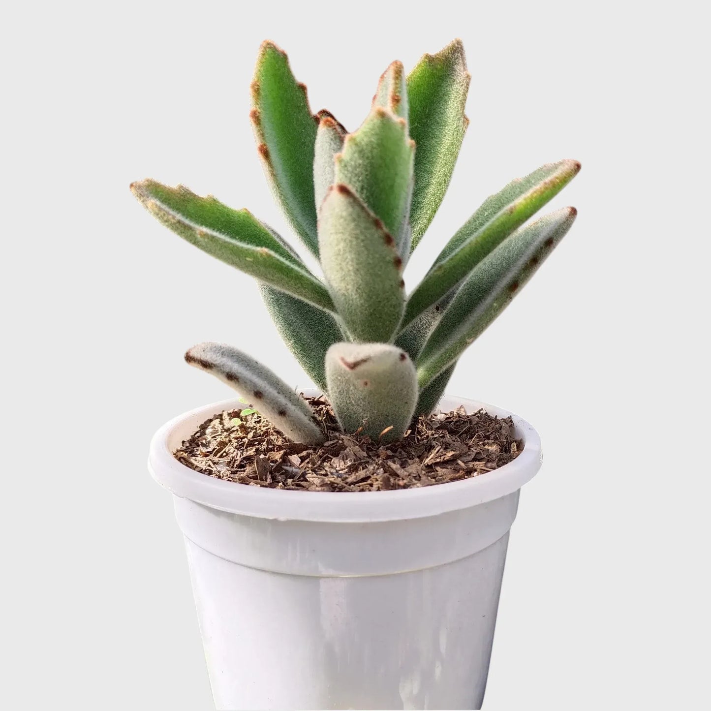 Succulent Plant Combo Set of 9 – Colorful Rare Bare-Rooted Succulents with Free Shipping