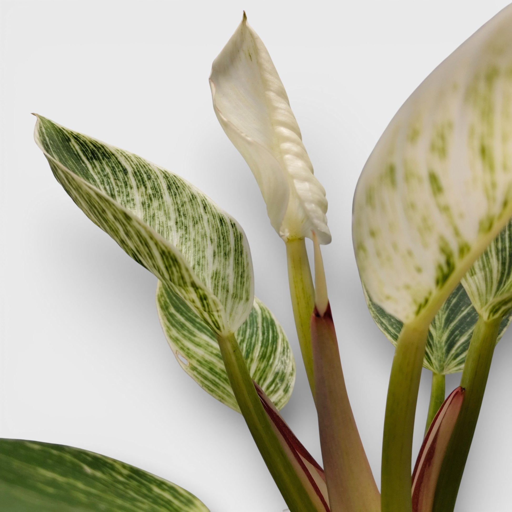 Elegant white-striped foliage makes Philodendron Birkin a standout indoor plant for modern homes.