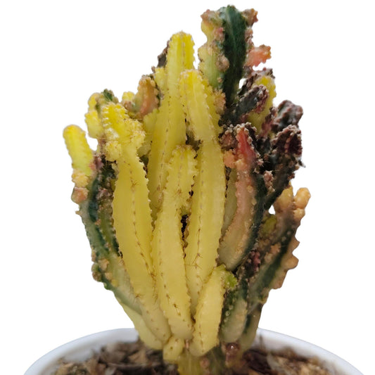 Colorful cactus plant in a pot on a white background