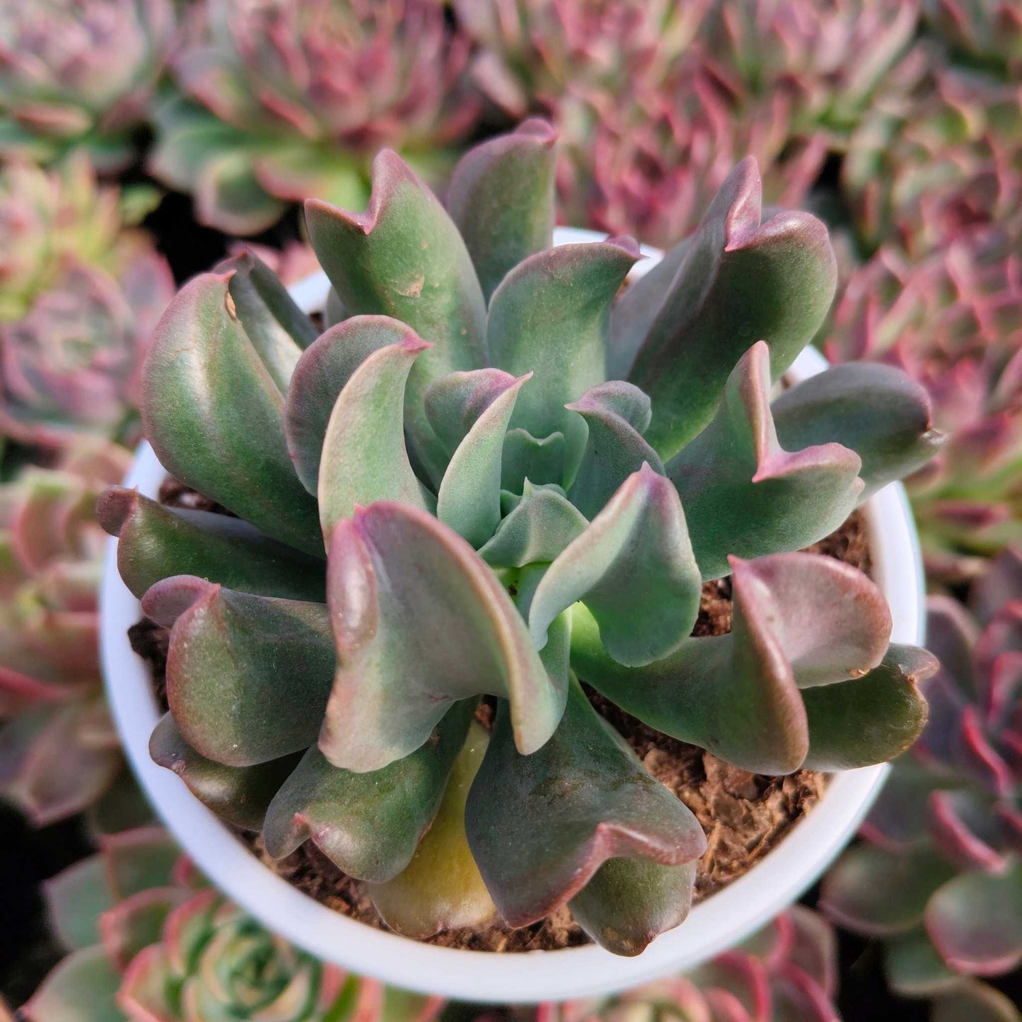 Close-up of a potted succulent plant with green and pink leaves.