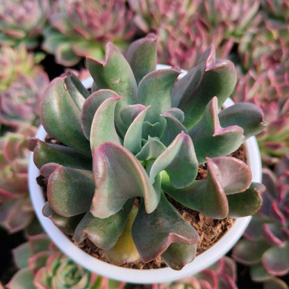 Close-up of a potted succulent plant with green and pink leaves.
