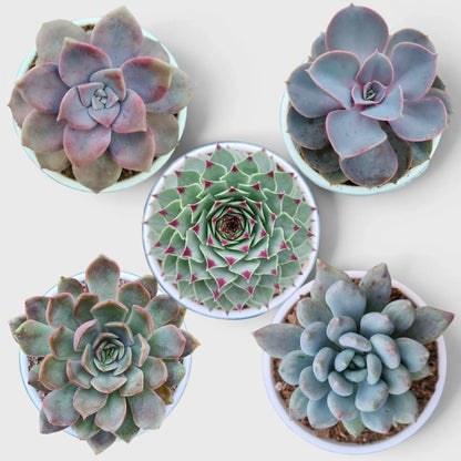 Succulent Combo Set of 5, Collector Succulent Set, Colourful Succulent Mix Well Rooted Mature Bare Rooted Live Plants | Free Shipping