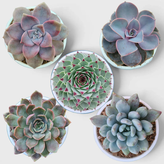 Succulent Combo Set of 5, Collector Succulent Set, Colourful Succulent Mix Well Rooted Mature Bare Rooted Live Plants | Free Shipping