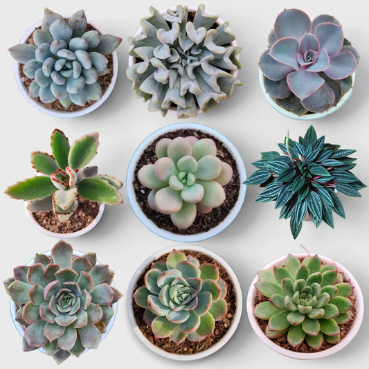 Succulent Plant Combo Set of 9 – Colorful Rare Bare-Rooted Succulents with Free Shipping