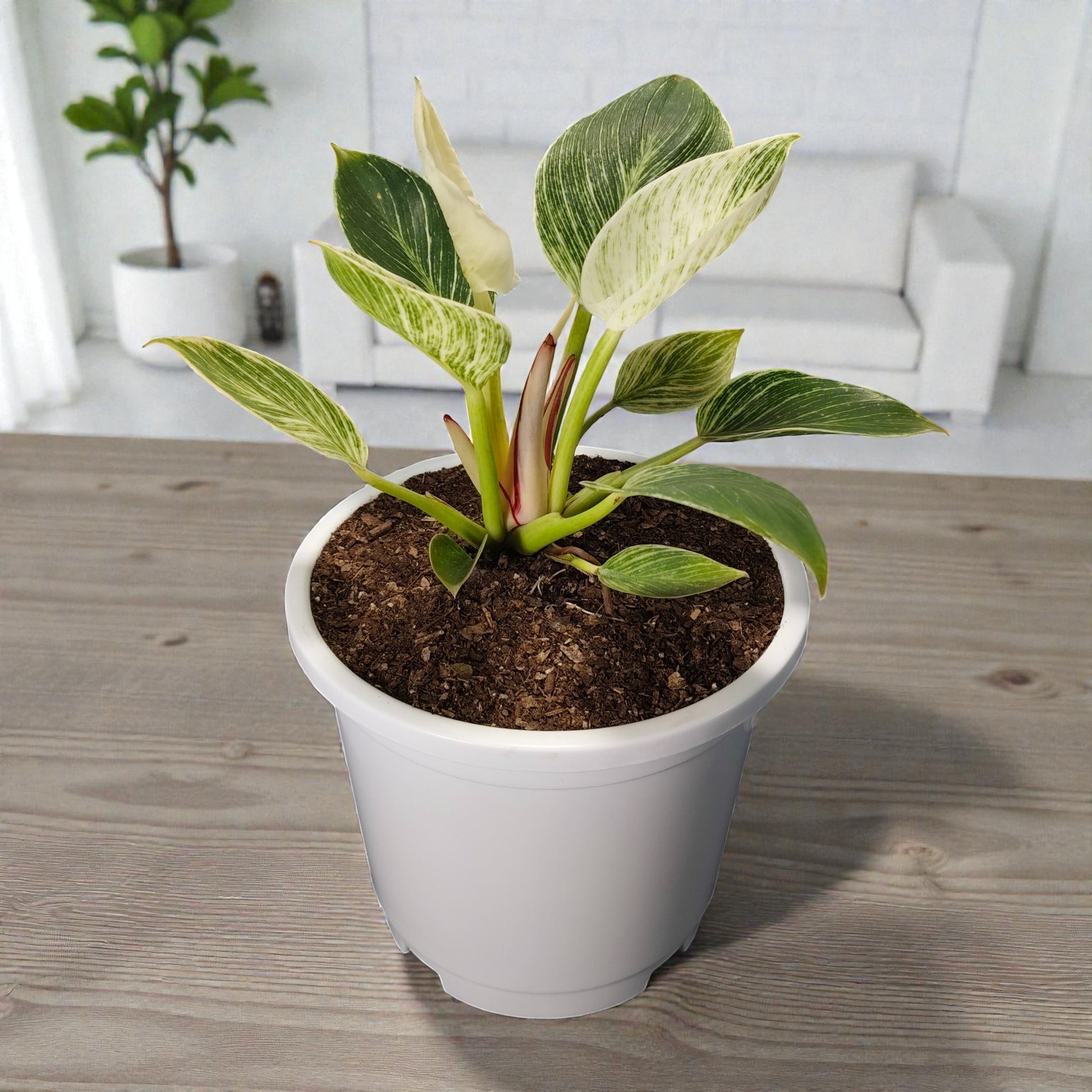 Modern home décor styling with Philodendron Birkin plant