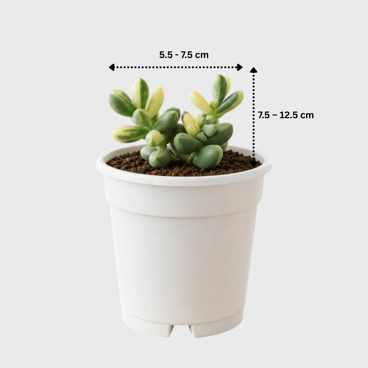 Corpuscularia Lehmannii Variegated Ice Plan| Rare Collector Succulent | Small Size Bare-Rooted