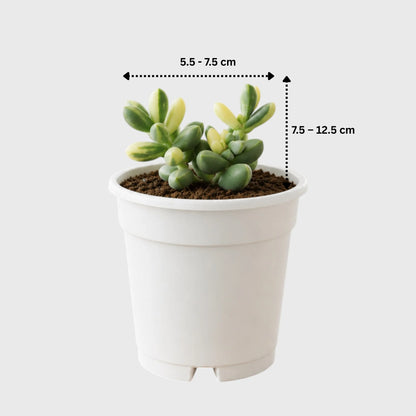 Corpuscularia Lehmannii Variegated Ice Plan| Rare Collector Succulent | Small Size Bare-Rooted