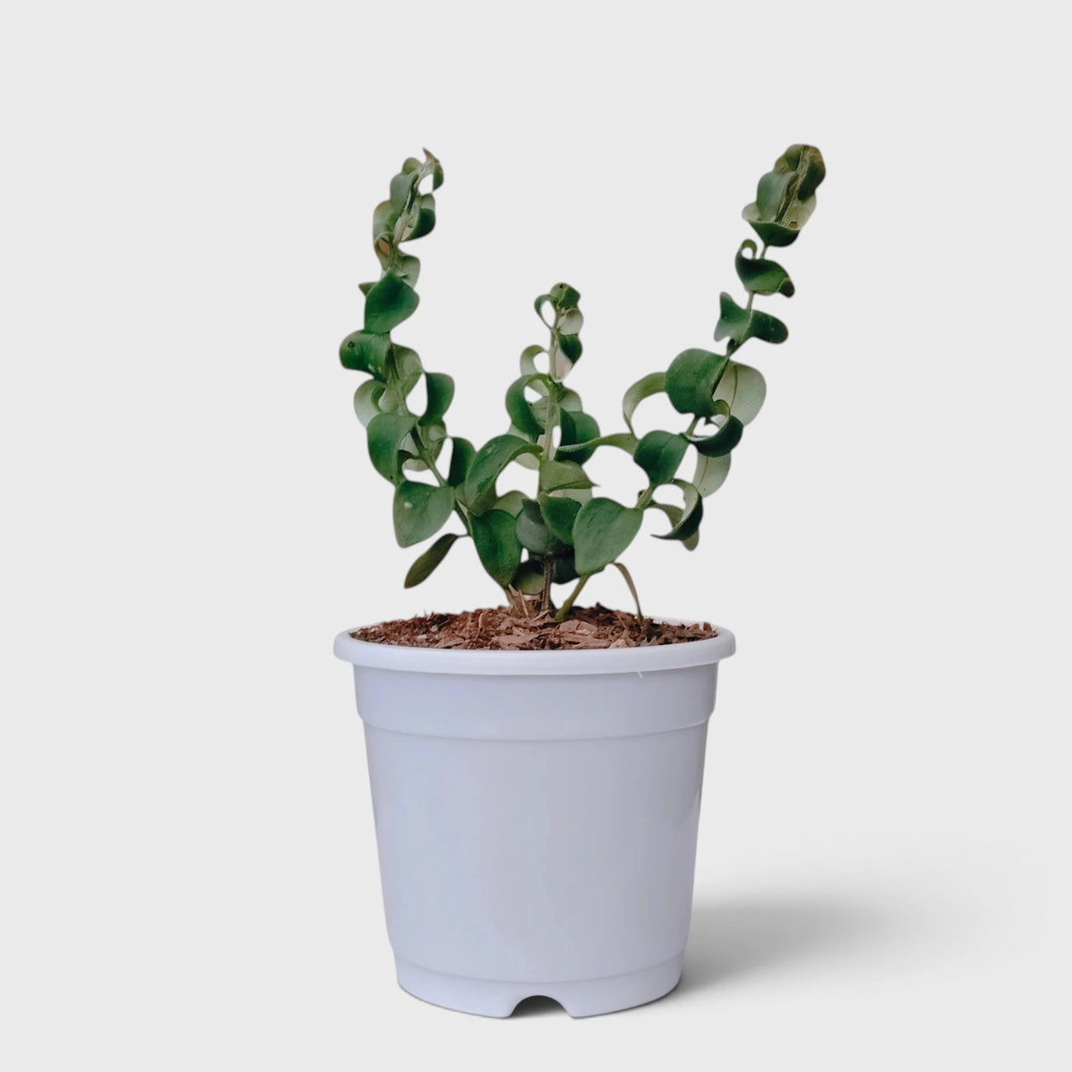 Aeschynanthus Radicans Curly Lipstick Plant – Trailing Flowering Plant