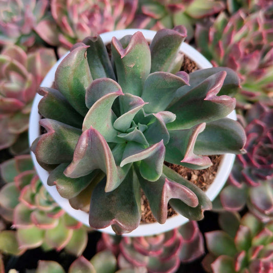 Close-up of a potted succulent plant with pink and green leaves, surrounded by similar plants.