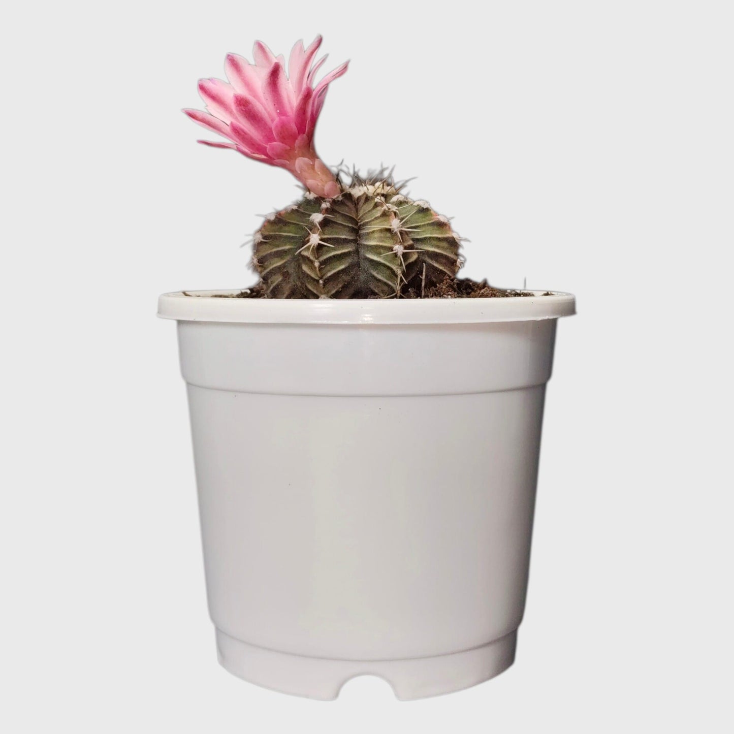 Colorful Unique Cactus Combo Set of 5 with Free Shipping | Bare Rooted Collector Cactus Pack