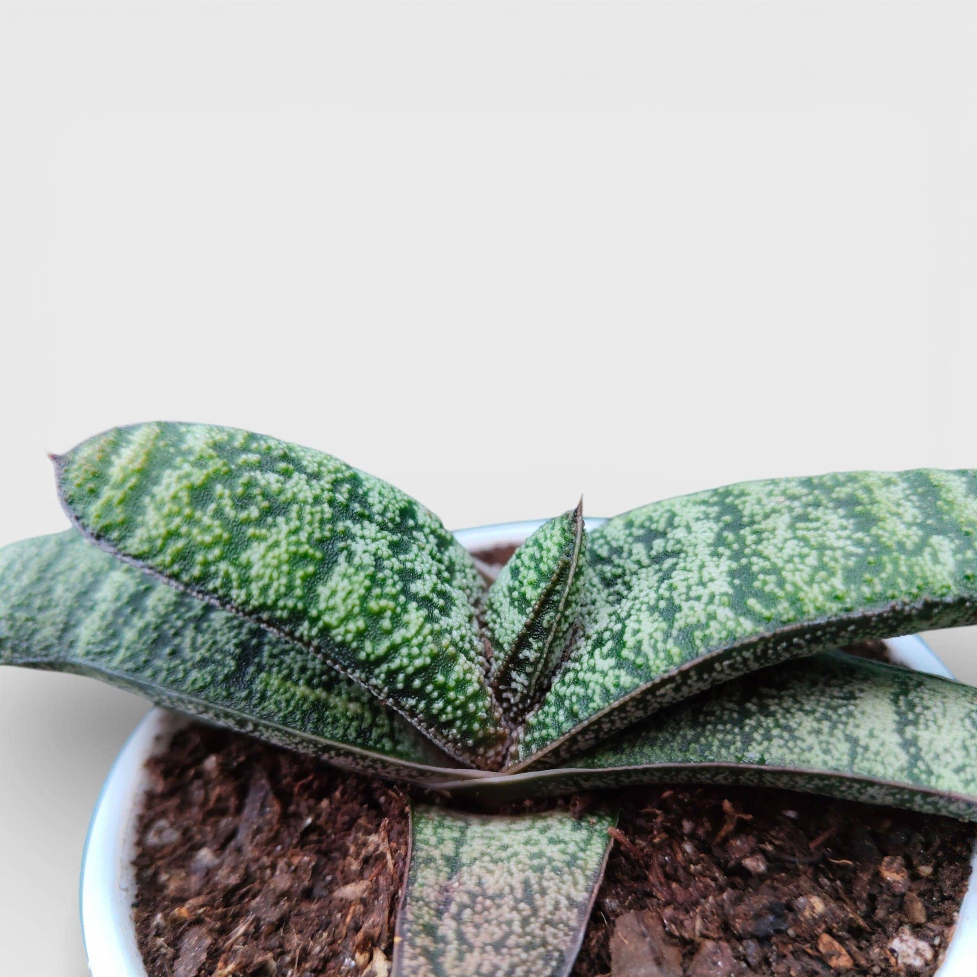 Gasteria Armstrongii Hybrid – Rare Succulent Plant | Bare Rooted