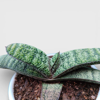 Gasteria Armstrongii Hybrid – Rare Succulent Plant | Bare Rooted