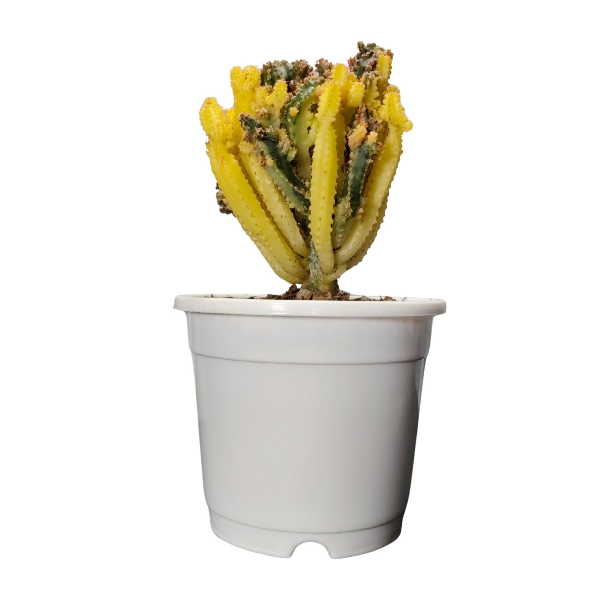Potted plant with yellow and green leaves on a white background