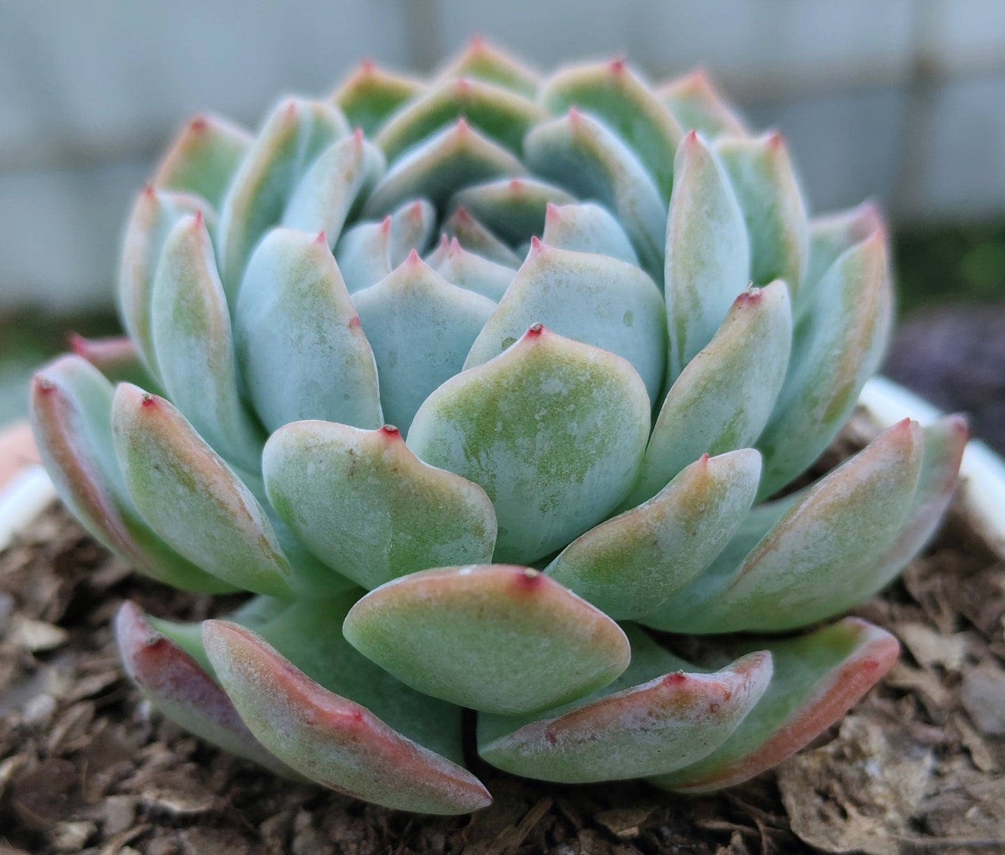 White Mexican Elegance Rose Succulent | Bare-Rooted – Graceful Beauty for Office, Home, and Garden