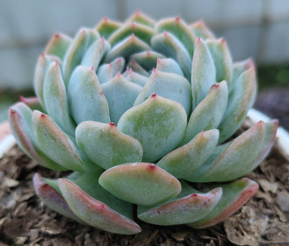 White Mexican Elegance Rose Succulent | Bare-Rooted – Graceful Beauty for Office, Home, and Garden