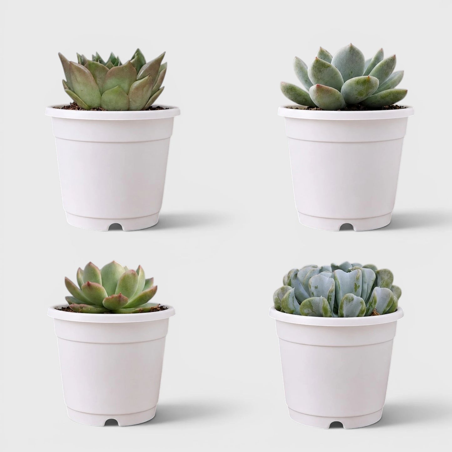 Premium Echeveria Collection of 4 | Mature Live Succulent Plants Combo