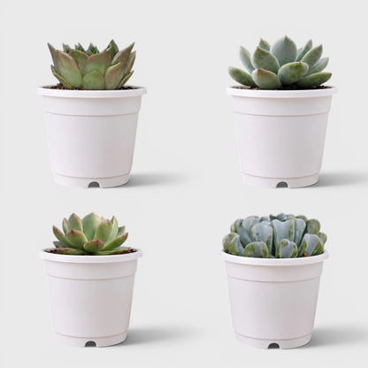Premium Echeveria Collection of 4 | Mature Live Succulent Plants Combo