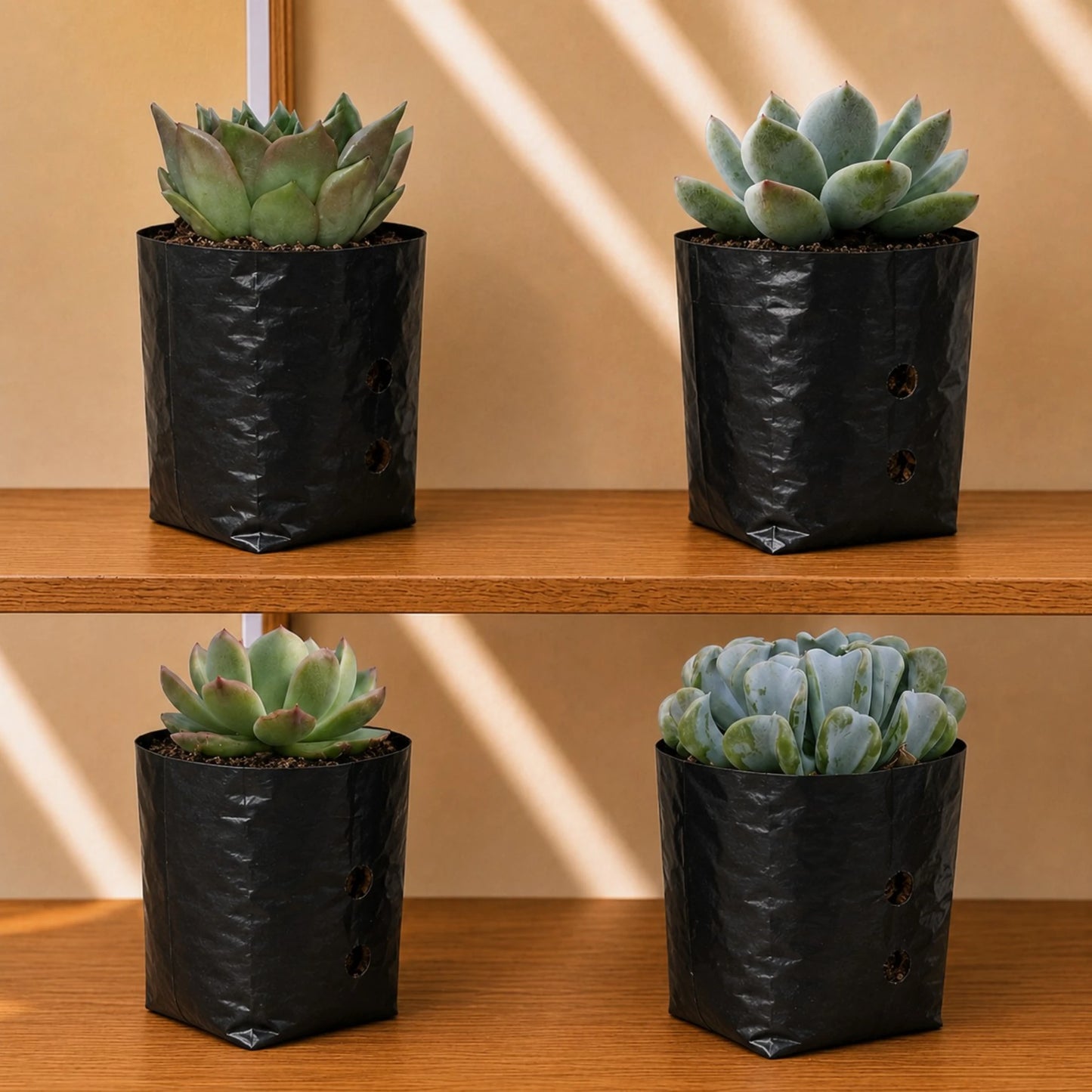Premium Echeveria Collection of 4 | Mature Live Succulent Plants Combo