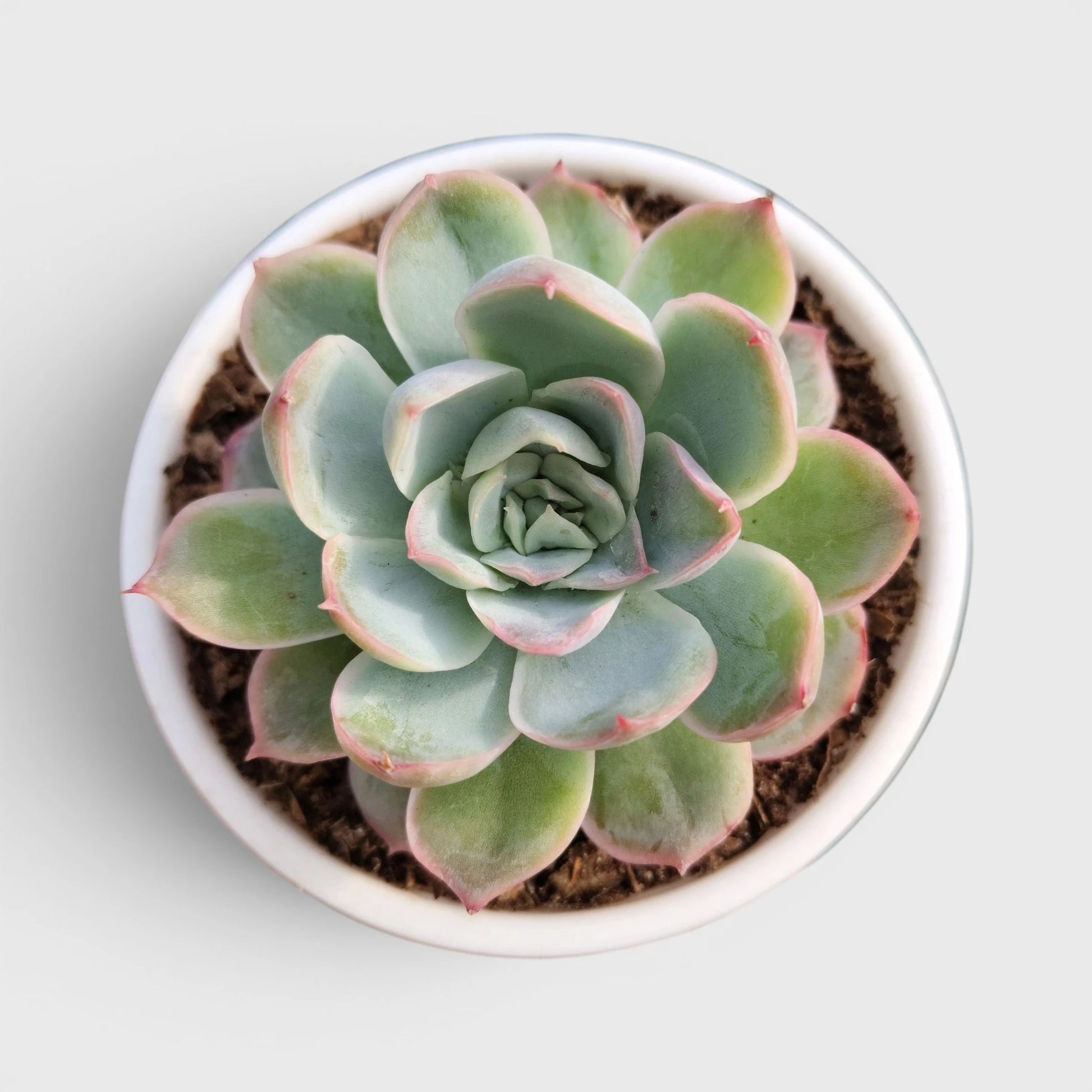 Premium Echeveria Collection of 4 | Mature Live Succulent Plants Combo