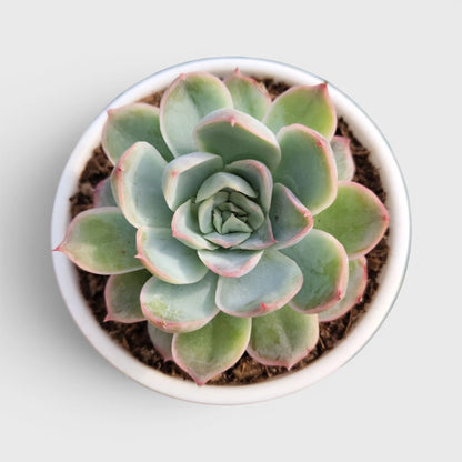 Premium Echeveria Collection of 4 | Mature Live Succulent Plants Combo