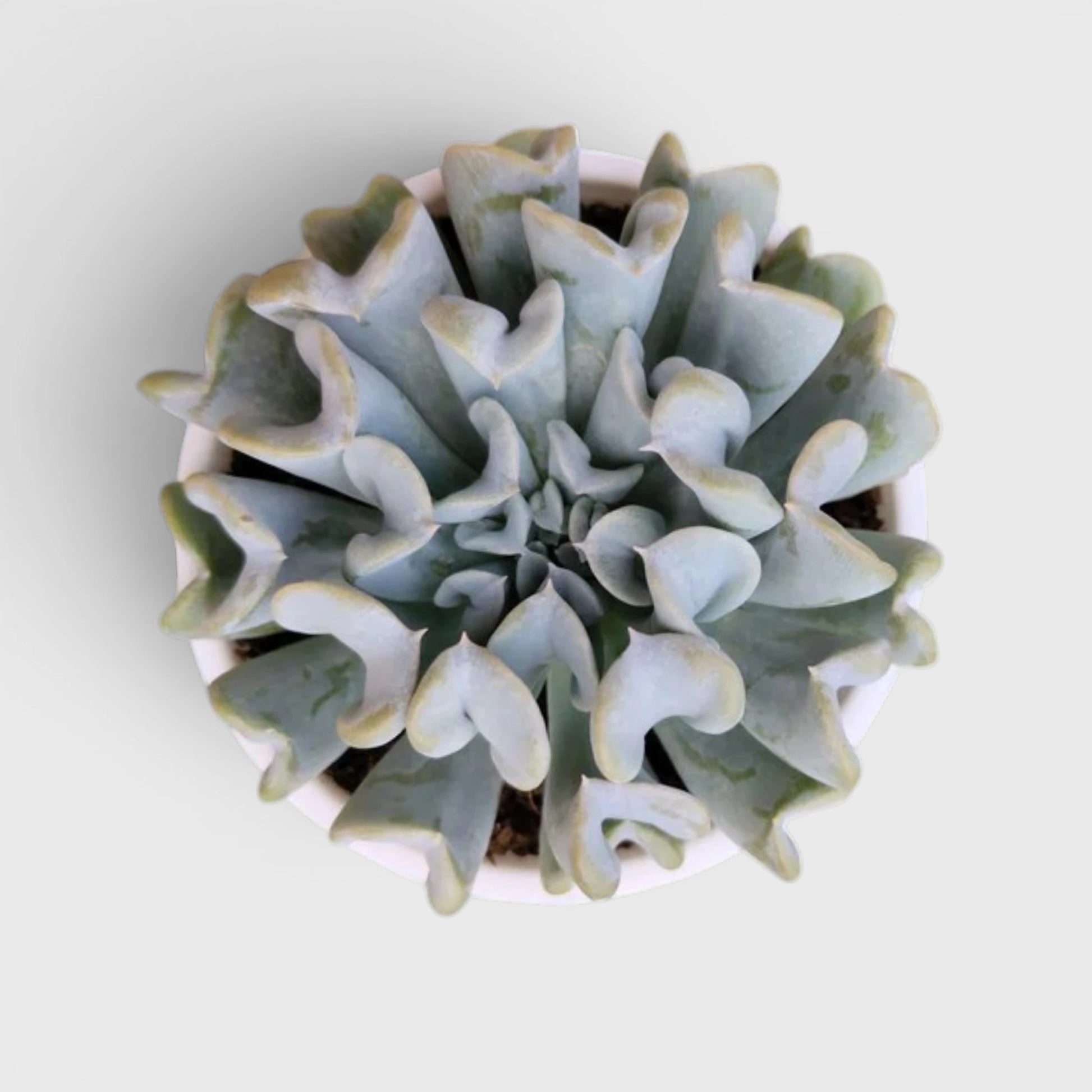 Premium Echeveria Collection of 4 | Mature Live Succulent Plants Combo